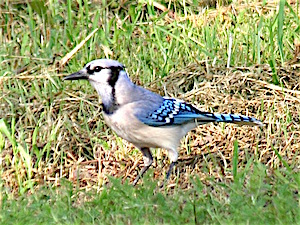 Blue Jay